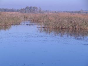 k_EfteniGolu2009_015